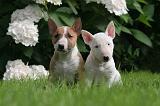 BULL TERRIER MINIATURE 134